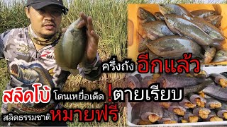 ❗สลิดโบ้โดนเหยื่อเด็ด‼️ตายเรียบ🫰💢ตกปลาสลิดธรรมชาติ #ตกปลา #ปลา #fishing #หาปลา |หลิว เทวดา