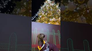 【イタグレ】クリスマスイルミネーション#shorts #dog #ItalianGreyhound #cutedog #iggy