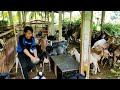 Goat farm morning routine | Terra Grande Farms