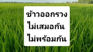 ข้าวออกไม่พร้อมกัน เหลืองไม่พร้อมกัน #farming #สูตรปุ๋ย #ข้าวหมาก #ข้าวแก่ไม่พร้อมกัน