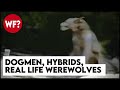 Dogmen, Hybrids, The Beast of Bray Road | True Stories of Werewolves