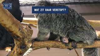 Er is een witgezichtsaki geboren in AquaZoo!