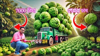 পশ্চিমবঙ্গে দ্বিতীয় বৃহত্তম🍐 পেয়ারা গ্রাম | Largest Guava Village | Guava Farming | পেয়ারা চাষ