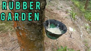 Ramu Rubber Garden - Cox's Bazar