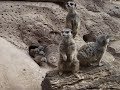 Meerkat Babies 1st edition 20 03 18