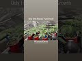 Faceded Canna | Seeds To Harvest | 7 day Time Lapse | Exotic Genetix | Dipz | Sayless | RedRuntzS1