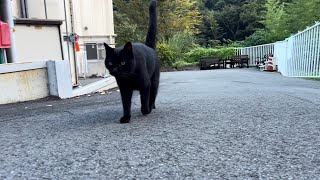 坂道で追いかけてくる黒ねこちゃん　No.４２３　２０２３年　９月２７日　１７：００　のくろねこちゃん　black cat