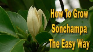 How to Grow Sonchampa Plant Care The easy Way /सोनचम्पा को kaise लगाएं