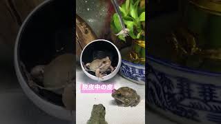 脱皮中でもエサが気になるカエル🐸/A frog that is worried about food even during molting