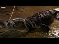 catching a giant crocodile deadly 60 bbc earth explore