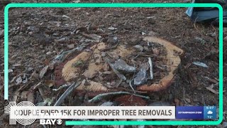 Safety Harbor couple fined $15k for improper tree removal