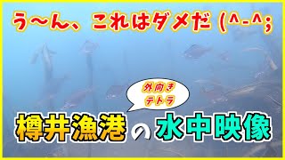 【うーん、これはダメだ！笑】大阪の釣り場「樽井漁港（外向きテトラ）」夏の水中映像  No. 350