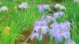 【ハナショウブとアジサイ 薬師池公園・えびね苑 (4K)】 東京都 町田市 June 13, 2023 Hydrangea and Japanese iris