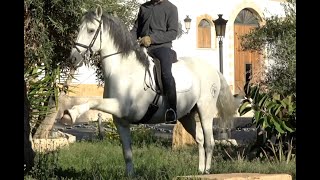 NAVAL 2014 , PRE - Andalusian stallion , advanced training , October 2024 video