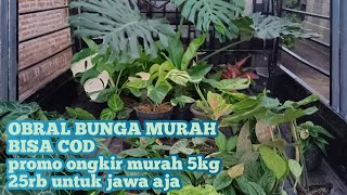 REVIEW TANAMAN HIAS MURAH EDISI CUCI GUDANG