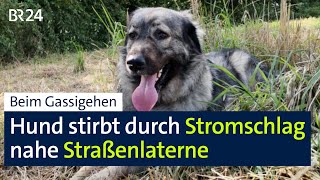 Hund stirbt durch Stromschlag bei einer Straßenlaterne: Ist ein technischer Defekt der Grund? | BR24