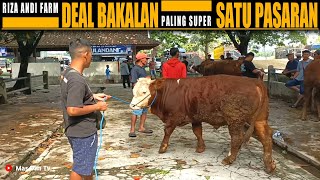 Lama Libur Sekalinya Berangkat Deal Bakakan Calon Jumbo Paling Super Satu Pasar !!