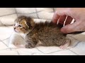 おじさんとお留守番する子猫たち【赤ちゃん猫　保護猫】