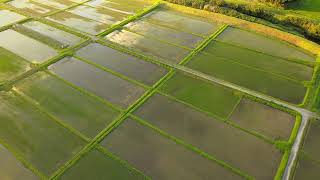 ドローン撮影　夏の風情　田植え　2023　#鹿児島県 #ドローン撮影#夏の風情#田植え