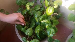 வீட்டில் வெற்றிலை கொடி வளர்ப்பு | Betel Leaves in my Terrace | Raji's Home Cooking