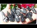 black kyanite meaning benefits and spiritual properties