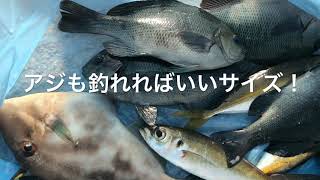 fishingmax垂水店11/30平磯海釣り公園