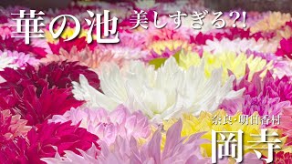 【夫婦の休日】美しすぎる！？ 明日香村の岡寺は華いっぱいの✨️Beautiful✨️なお寺でした