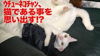 ウチューネコチャン、猫のやり方をど忘れする　My spacecat always forgets he is a cat