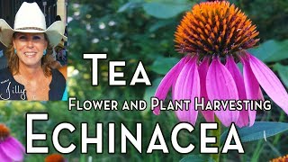 Echinacea Tea – Harvesting Echinacea for Tea