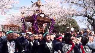 【必見】2012.4.8　満開の桜並木をくぐってゆく金町半田の神輿