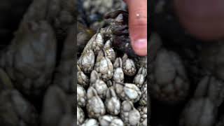 Gooseneck barnacles are one of the most expensive seafoods in the world. #seafood #soexpensive