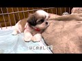 【シーズーの子犬】お迎え初日！人の手が大好きマイペースな女の子