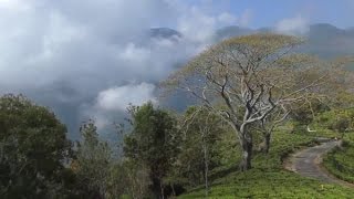 INCREDIBLE NILGIRI BIOSPHERE RESERVE MESMERISING 4K/HD