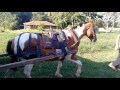 como selar um cavalo de carroça passo a passo