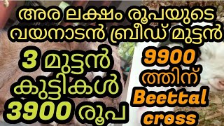 അര ലക്ഷം രൂപയുടെ ആട്, നല്ല വളർത്താൻ പറ്റിയ Crossbreed ആട്ടിൻകുട്ടികൾ ന്യായമായ വിലക്കുറവിൽ നാടൻകോഴികൾ