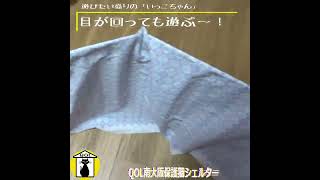 【QOL南大阪保護猫シェルター】目がまわっても遊びた～い！いっこちゃん