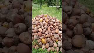 இயற்கையில் விளைந்த தேங்காய் பழம் அறுவடை| Coconut natural harvest|