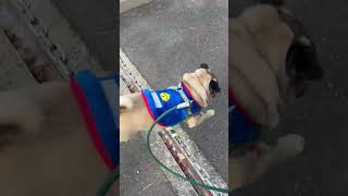 お散歩に行きました！#shorts #pug #いぬ #おもしろ動物 #おもしろ動画 #神戸 #パグ #かわいい