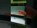 #hastag  #viralvideo #videoshort  #arwana# #arwanasuperred  #ikan