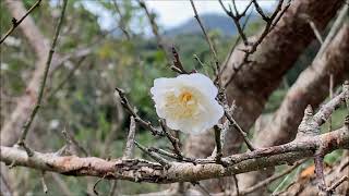 梅の開花情報　Ⅵ　本部町伊豆味　2021 1 13