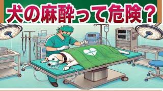 愛犬の麻酔について知っておくべきこと【獣医師解説】