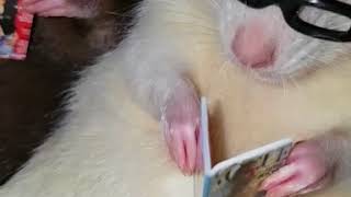 OMG! Rats Reading