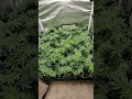 WORLD RECORD PHENO HUNT in a 4x4 Tent end of Week 1 Flower!