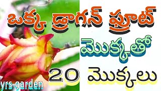 మిద్దె తోట | ఒక్క డ్రాగన్ ఫ్రూట్ మొక్కతో 20మొక్కలు తయారు. | How to grow 20 plants with one plant.🙏🌱