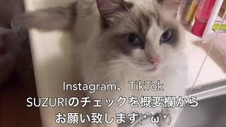 呼吸の乱れ。子猫の歯が抜けました。【猫伝染性腹膜炎】