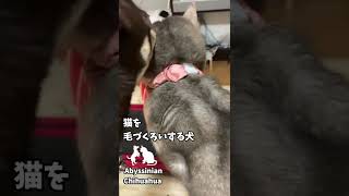 (チワワ\u0026アビシニアン)猫を毛づくろいする犬 #shorts