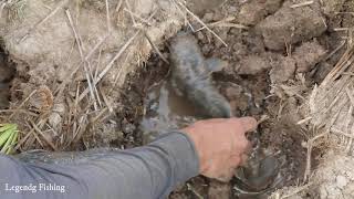 Legend Unique Fishing Catching Catfish In Dry Season Finding A Lot Of Catfish In Secret Hole Dry