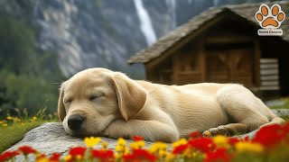 🐕 Relaxing Dog Music | Anti-Stress Sounds for Deep Sleep \u0026 Peaceful Nights 🌙