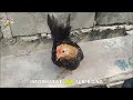 why everyone loves japanese bantam chickens – top 10 facts daily animal news