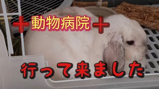 動物病院で避妊手術について聞いて来ました。【うさぎ】【ホーランドロップ】